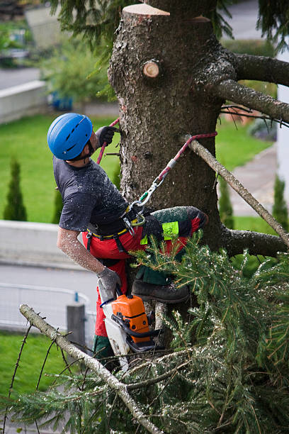 Best Tree Disease Treatment  in Northwest Harborcreek, PA